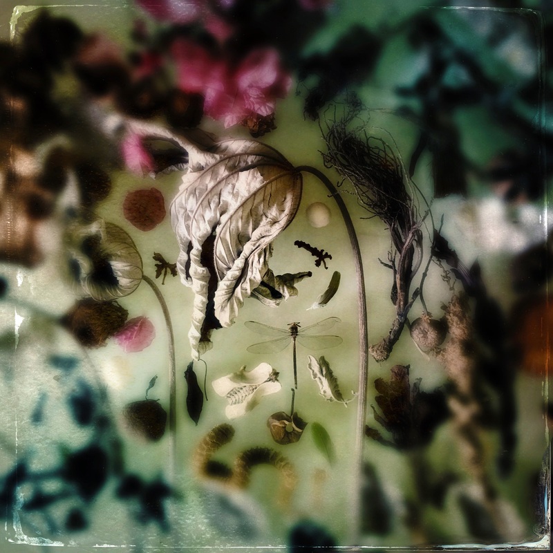 Maggie Steber – 13×13″ Print – Flora from the Garden With Dragonfly, Miami, FL, 2017