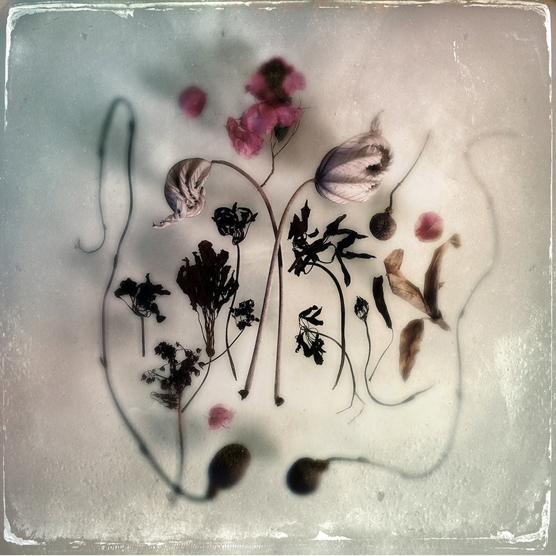 Maggie Steber – 13×13″ Print – Flora from the Garden, Miami, FL, 2017